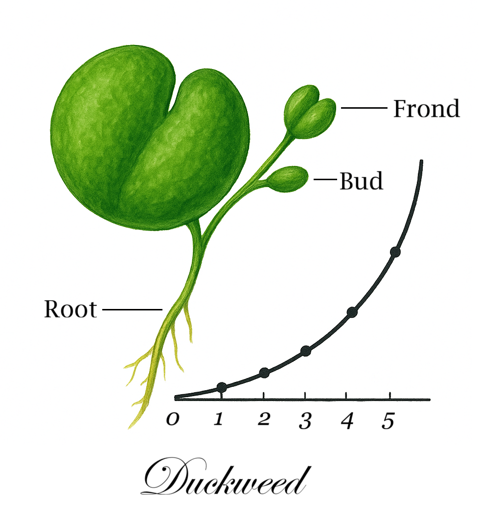 The Duckweed Lab - Image 4